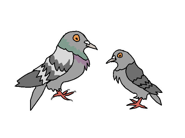 pigeons